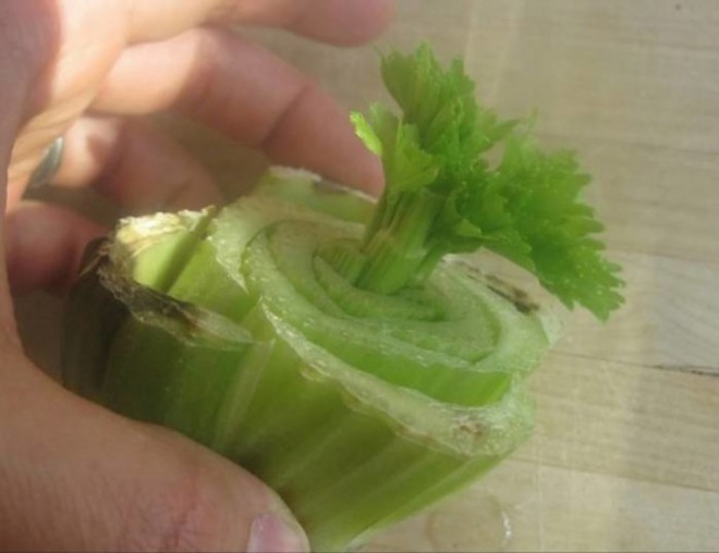neko-povrce-je-besmrtno-drzite-kraj-celera-zasadite-u-njega-novu-biljku-i-gledajte-kako-raste-14-696x536