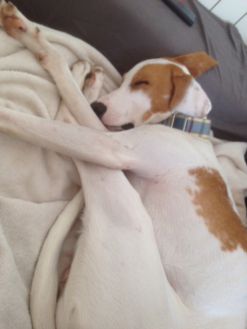 Lastnikova+postelja+je+neprimerljivo+bolj+udobna%2C+kot+pasje+le%C5%BEi%C5%A1%C4%8De+v+kotu+dnevne+sobe