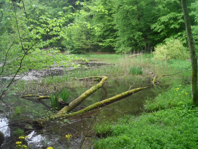 V+gozdnem+parku+Jankovac