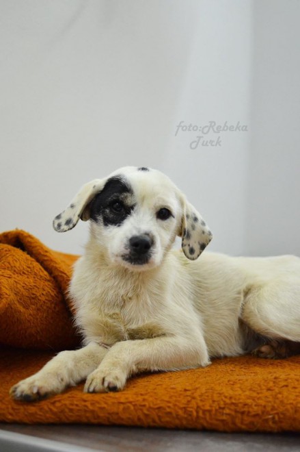 Foto%3A+Facebook+Zaveti%C5%A1%C4%8De+Turk