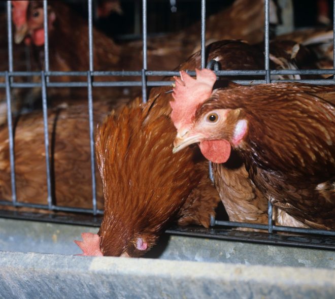 Hofer+je+s+februarjem+iz+prodaje+umaknil+jajca+iz+baterijske+reje+%28foto%3AProfimedia%29