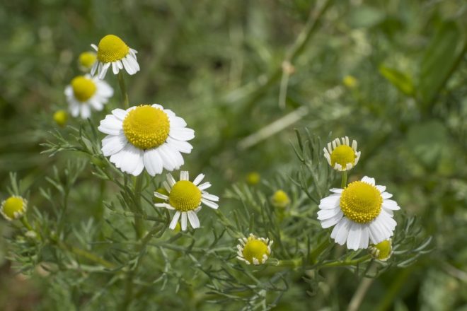 Kamilica+%28foto%3A+Profimedia%29