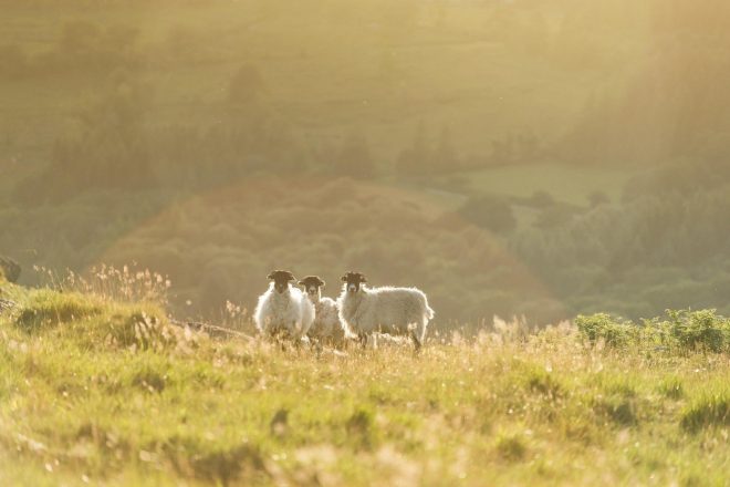 Ovce+kot+%22naravne+kosilnice%22+so+prijazna+alternativa+%28Foto%3A+Profimedia%29