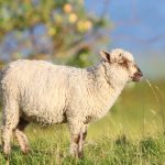 Ovce kot naravne kosilnice