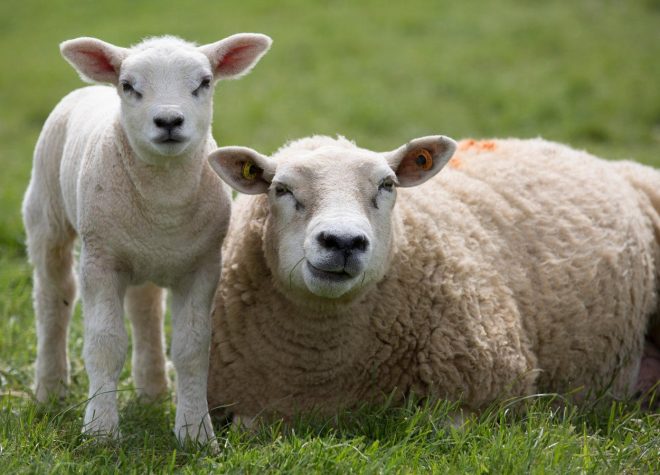 Ovce+ne+bodo+imele+interakcije+z+obiskovalci+%28Foto%3A+Profimedia%29