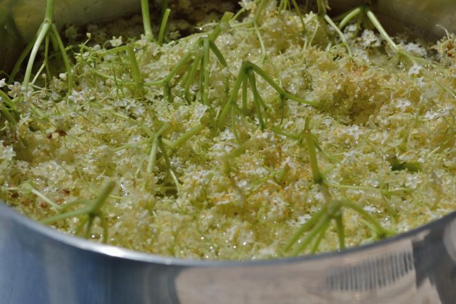 Vsak++lahko+zelo+enostavno+%C5%A1abeso+ali+bezgov+sirup+pripravi+doma+%28Foto%3A+Profimedia%29