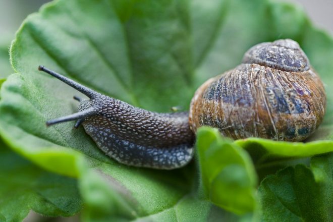 Pol%C5%BEi+znajo+biti+izjemno+nadle%C5%BEni+zajedavci+%28Foto%3A+Profimedia%29