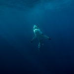 pred hrvaško obalo posneli tri metre dolgega morskega psa