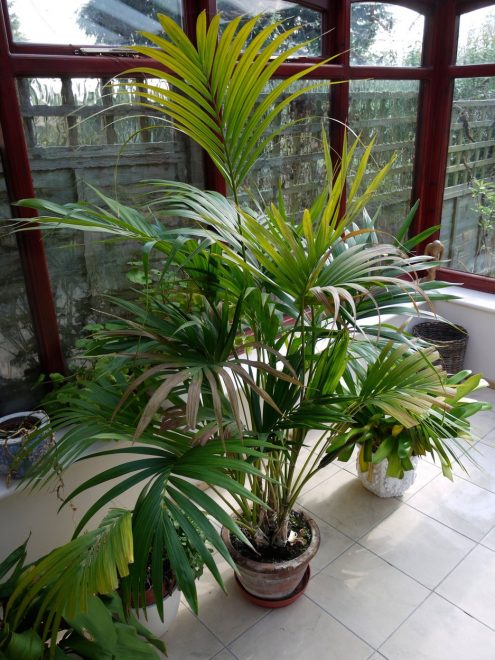 o+si+na+dopustu%2C+se+sobne+rastline+kar+same+zalivajo+%28Foto%3A+Profimedia%29