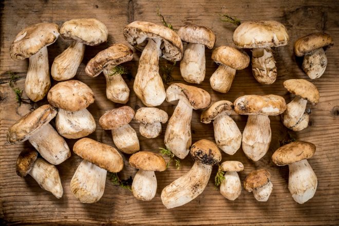 Vlaganje+gob+je+lahko+sila+enostavna+re%C4%8D+%28foto%3A+profimedia%29