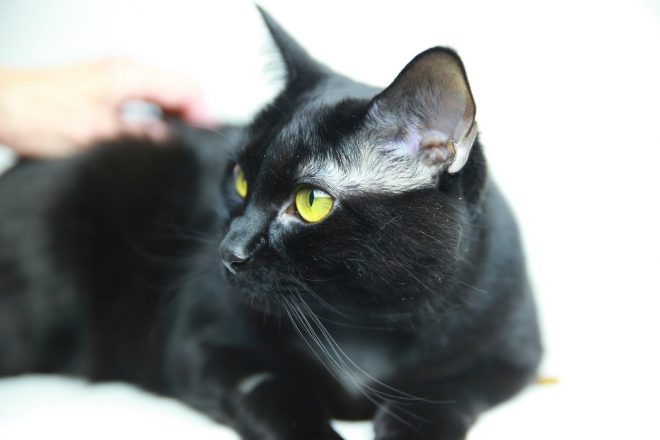 Se+vas+dr%C5%BEi+smola%3F+%28Foto%3A+Profimedia%29