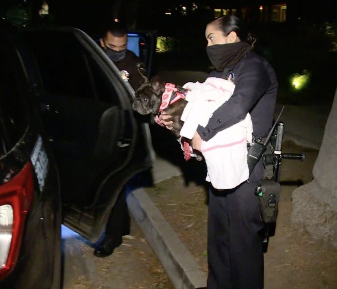 Enemu+od+treh+psov+%28na+sliki%29+je+uspelo+pobegniti++%28Foto%3A+Profimedia%29