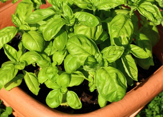 To%2C+kako+re%C5%BEemo+baziliko+v+lon%C4%8Dku%2C+je+klju%C4%8Dno+za+njeno+dolgo+in+bujno+rast%21+%28Foto%3A+Profimedia%29