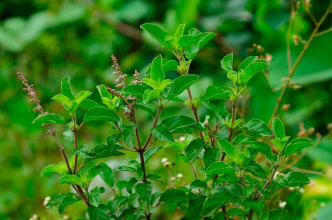 Tulsi+%28Foto%3A+Profimedia%29