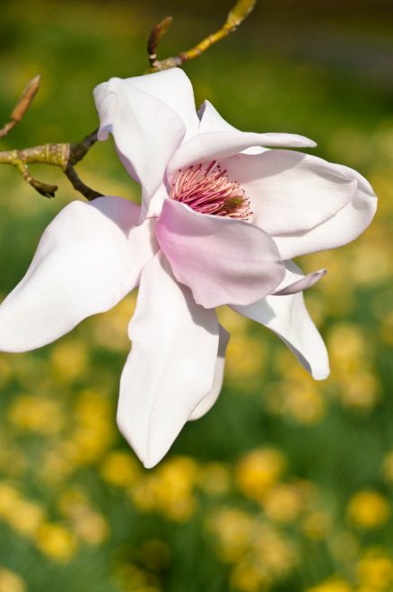 Romanin+tedenski+horoskop+za+%C5%BDenska.si+od+18.+do+24.+4.+2022+%28Foto%3A+Profimedia%29