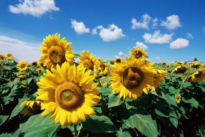 Romanin+tedenski+horoskop+za+%C5%BDenska.si+od+18.+7.+do+24.+7.+2022+%28Foto%3A+Profimedia%29