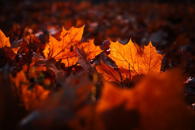 Romanin+tedenski+horoskop+za+%C5%BDenska.si+od+19.+9.+do+25.+9.+2022+%28Foto%3A+Profimedia%29