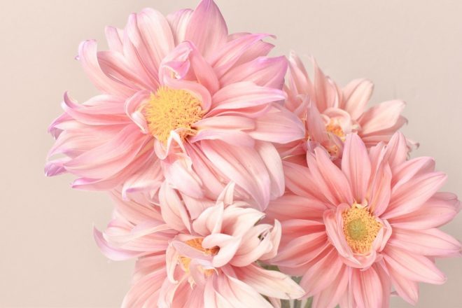 Romanin+tedenski+horoskop+za+%C5%BDenska.si+od+17.+10.+do+23.+10.+2022+%28Foto%3A+Profimedia%29