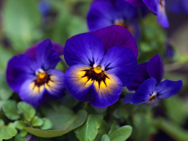 Romanin+tedenski+horoskop+za+%C5%BDenska.si+od+30.+1.+do+5.+2.+2023+%28Foto%3A+profimedia%29