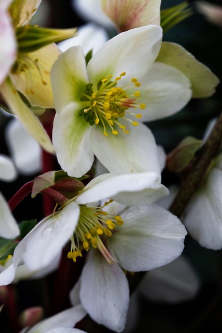 Romanin+tedenski+horoskop+za+%C5%BDenska.si+od+6.+2.+do+12.+2.+2023+%28Foto%3A+profimedia%29